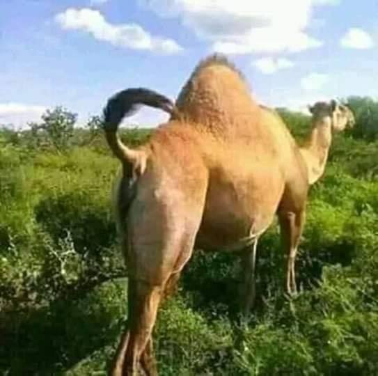 Maqaamka Geela ee Dhaqanka Soomaaliyeed: Safar ka bilowda Miyiga ilaa Suugaanta